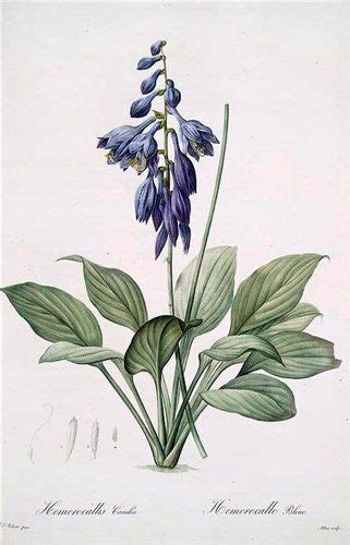 Художник Пьер Жозеф Редуте. Жизнь среди цветов | Botanical illustration ...
