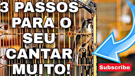 Passos Para Fazer Seu Trinca Ferro Cantar O Dia Todo Youtube