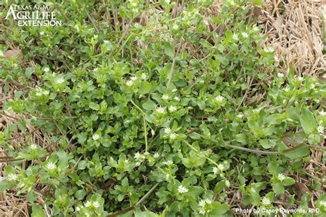 Common Chickweed