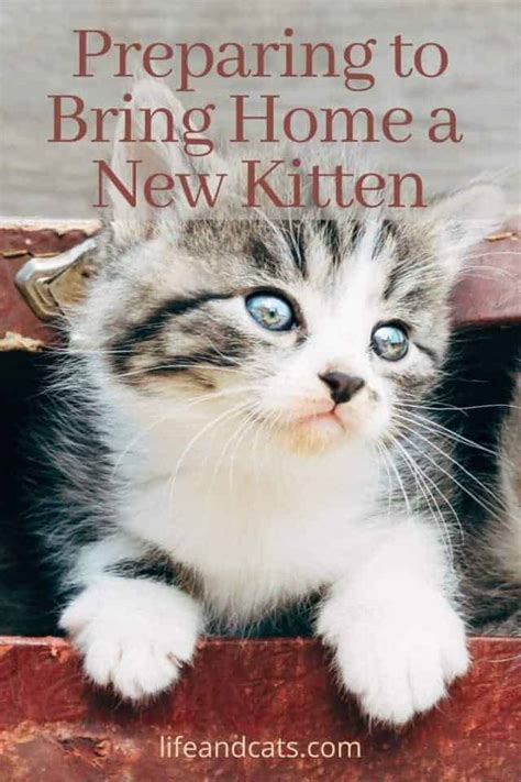 how to bring a new kitten home
