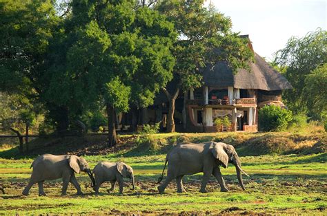 Wildlife Safaris In Zambia Expert Africa