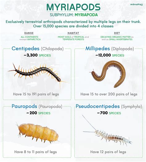 myriapods examples characteristics habitat classification