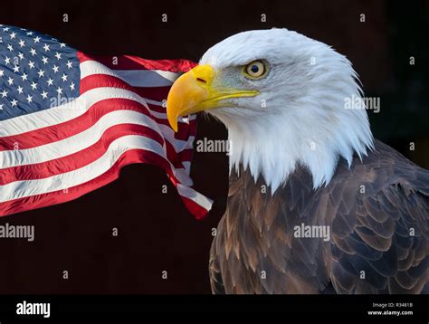 Male Bald Eagle Haliaeetus Leucocephalus Stock Photo Alamy