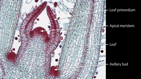 Apical Meristem In Real Life