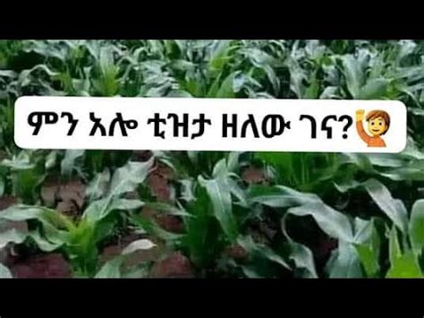 Mgbey Mgbey uoy tube is liveምን አሎ ቲዝታ ዘለው ገን YouTube