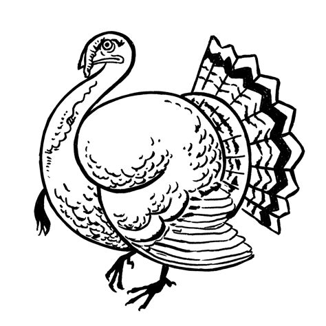how to draw the turkey 4