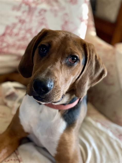 Boone - Adoptable Pet | Petfinder | Petfinder