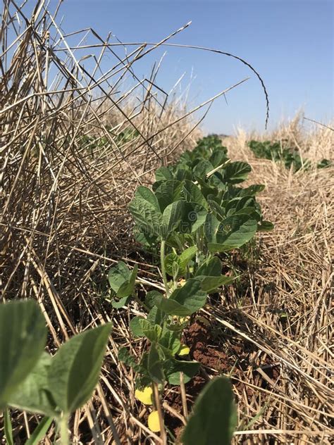 Soybean Crop stock photo. Image of soybean, agriculture - 183532398