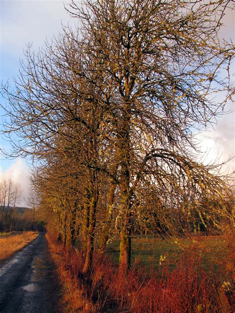 trees   country lane  stock photo public domain pictures