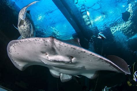 Two Oceans Aquarium | Meet the largest stingray species in the world