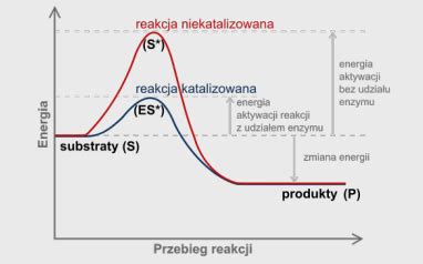 Metabolizm Budowa I Dzia Anie Enzym W Flashcards Quizlet