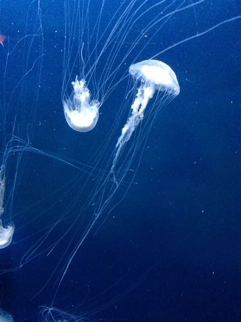 dress in sparkles: adventure aquarium