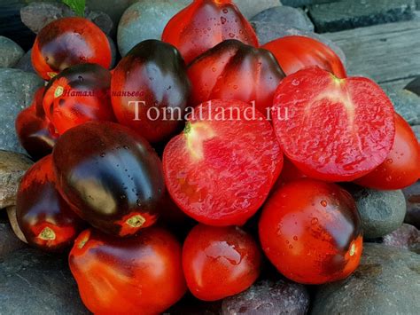 Томат Темный лорд: описание сорта, ОТЗЫВЫ, фото