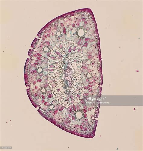 Cross Section Of A Pine Needle Pinaceae Seen Under A Microscope