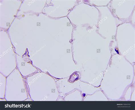 human tissue microscopic photography stock photo  shutterstock