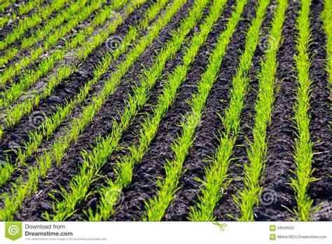 Agriculture Altaya stock image. Image of nature, ploughed - 59649525