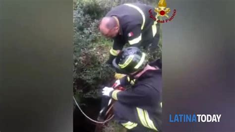 Video Cane Cade In Un Pozzo Romano Salvato Dai Vigili Del Fuoco Ad