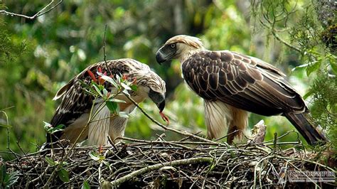skacat oboi big birds philippine eagle nesting pair  philippine