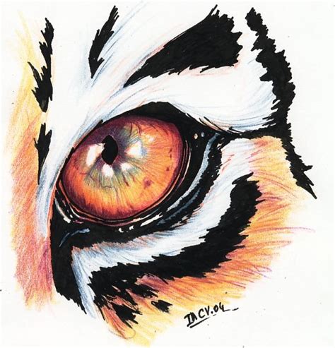 Tiger Eyes Drawing - Eye Of Tiger | Dekorisori