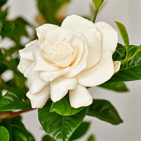 gardenia jasminoides aimee white flower farm