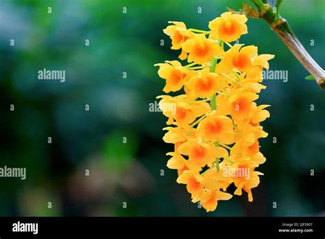 Dendrobium (Dendrobium densiflorum), inflorescens, Germany, Hagen ...
