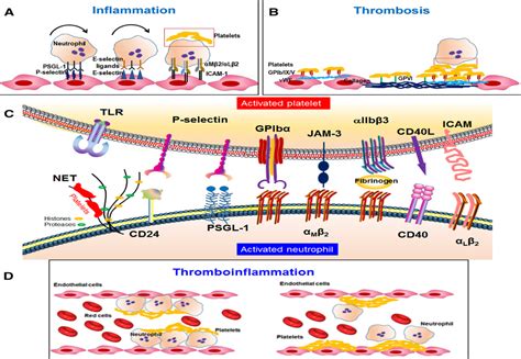 Platelet Neutrophil Interactions Under Thromboinflammatory Conditions