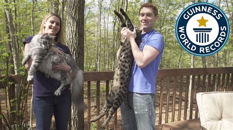 Tallest Cat And Longest Tail Ever Guinness World Records Youtube