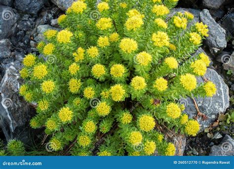 Rhodiola Rosea (commonly Golden Root, Rose Root, Roseroot) Himalayan ...