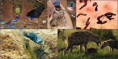 Upper Lec: Sa6n bowerbird courtship involves complex two-stage cues in