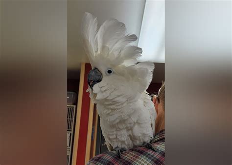 Exotic Pets Available for Adoption in Fargo | Stacker
