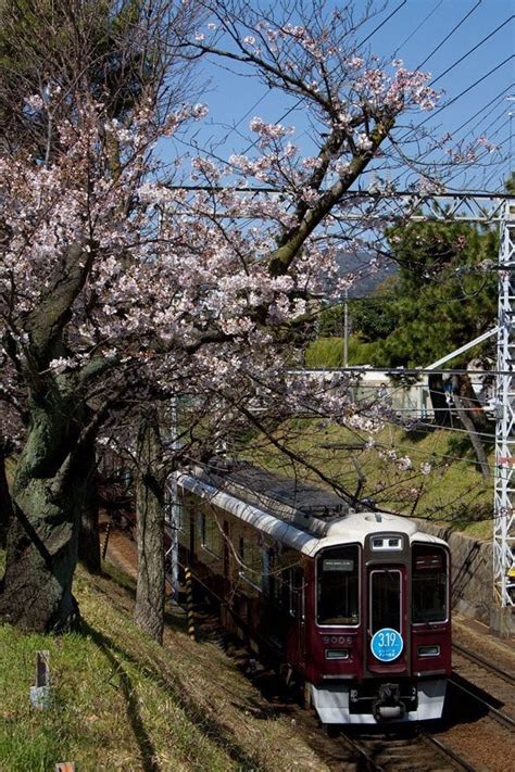 桜と阪急電車1 阪急神戸線夙川〜芦屋川 かんさい街ある記