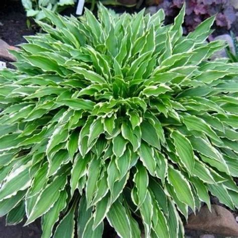 Хоста СТИЛЕТТО купить в Могилёве недорого, цена