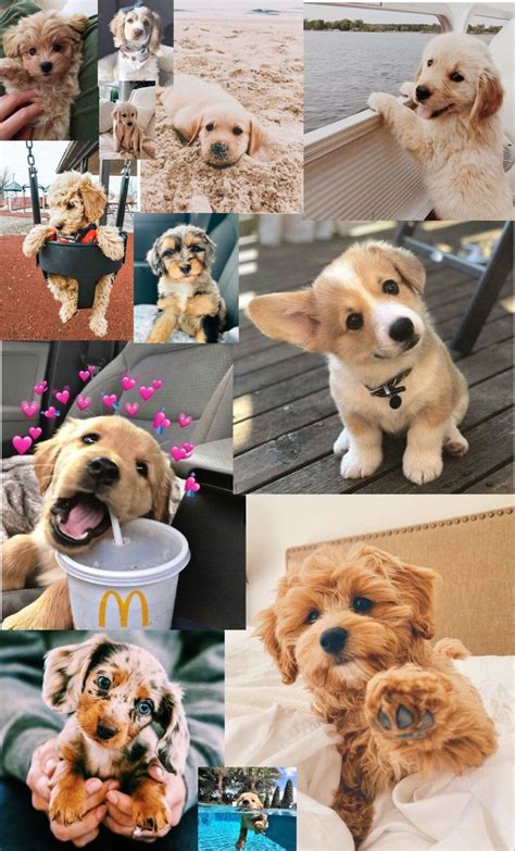 cute puppies cute dogs  puppies  love dogs dog wallpaper