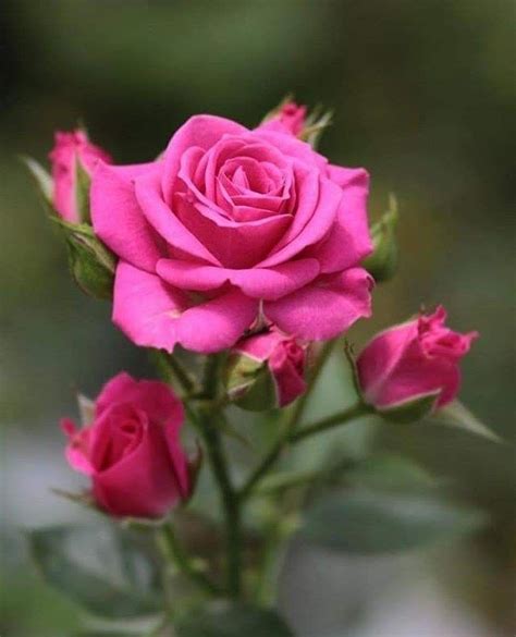 Rose Flower Pictures Beautiful Flowers Pictures Beautiful Flowers