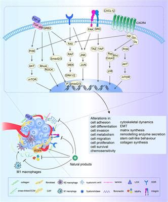 Frontiers Targeting Extracellular Matrix Through Phytochemicals A