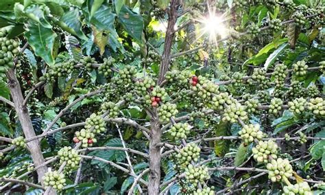 Coffee Cultivation Gets A Kickstart In Karbi Anglong 31 Aspirers To