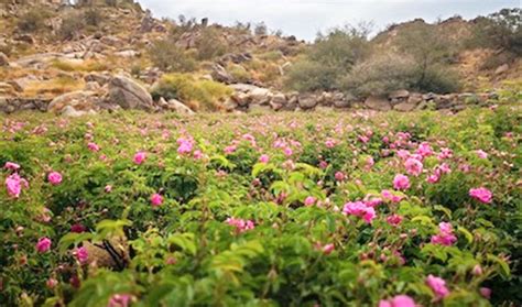 Taif — The Saudi City Of Roses Is Ready To Bloom Arab News