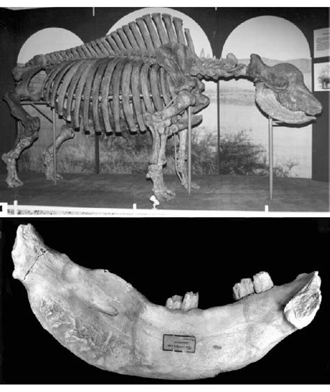 Elasmotherium Skeleton