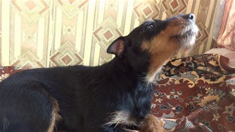 Собака которая любит петь!!! - YouTube