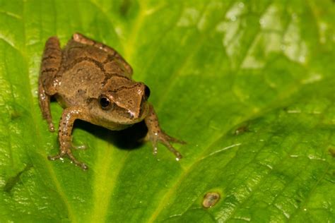 14 Frogs Of Michigan Id Guide With Photos And Calls