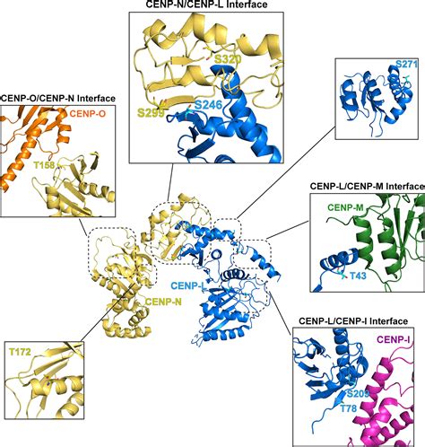 Dynamic Cell Cycledependent Phosphorylation Modulates Cenp Lcenp N