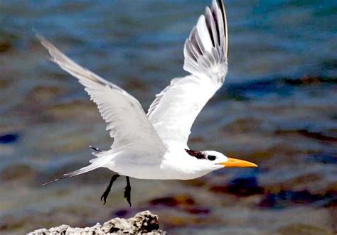 Royal Tern Ocean Treasures Memorial Library