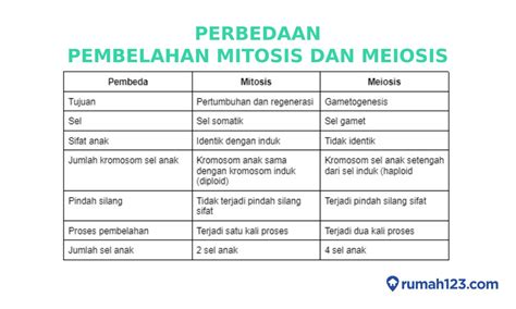 Apa Perbedaan Mitosis Dan Meiosis Ini Jawaban Lengkapnya The Hot Sex