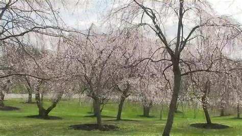 Memphis Botanic Gardens hosts annual Cherry Blossom Picnic