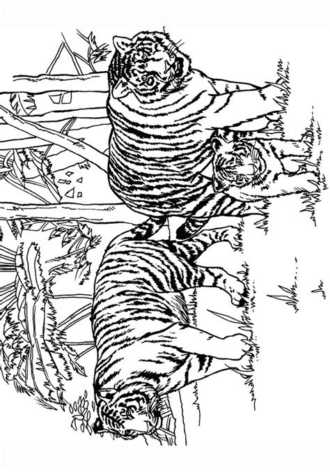 Тигр раскраска для детей