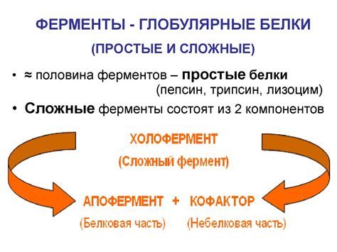 Ферменты. Лекции 1-4 - презентация онлайн