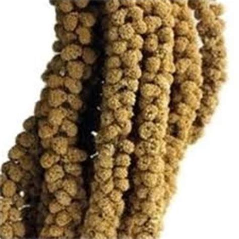 Chinese Millet Spray 15kg