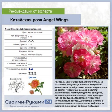 Роза китайская «Крылья ангела» — выращивание из семян пошагово