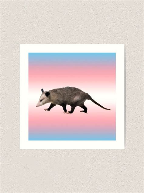 Trans Pride Flag Opossum Art Print For Sale By Isaacsgaymemes Redbubble