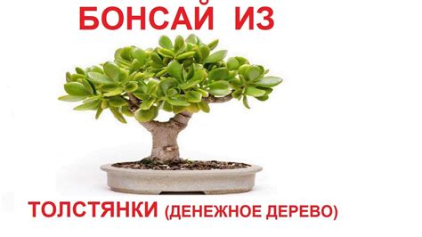 Как вырастить бонсай из толстянки (денежного дерева). Формирование ...